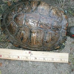 One of my 5 red eared slider turtles. I put her next to a ruler so you can see how big she actually is.