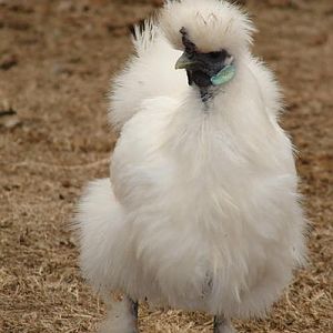 My Silkie chicken Tuffy. She's roughly 6 years old now.