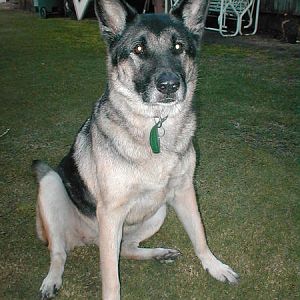 My oldest dog Trina. She's 1/4 Akita and 3/4 German Shepherd. This July, she'll be 13 years old.