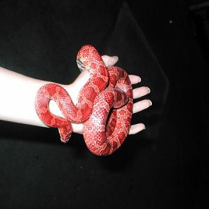 My Hypomelanistic Cornsnake, Snickers.