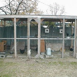 These are the animal pens my dad built for me in the backyard. They are home to over 20 homing pigeons now, as well as the 3 rabbits. The chickens stay in them only at night and free roam during the day.