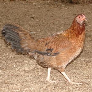 My bantam old english game hen. She was really scrawny when I got her, so that just became her name, Scrawny.