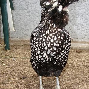 My Polish chicken Ringo. She is actually partially blind due to cataracts. She gets around pretty well though.