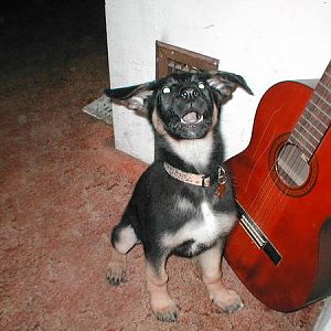 My german shepherd Rosie as a 3 month old puppy. This happens to be one of my favorite pictures of her.