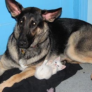 Rosie with her "baby". I found Summer when she was only 3 weeks old, so technically she was still nursing. Rosie almost took her in as one of her own and while she couldn't produce milk, she did allow the kitten to nurse off her.