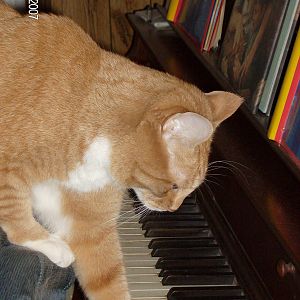 Musical Kitty
