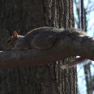 Snoozy Squirrel - caught him having a lie-down!  Silly thing.