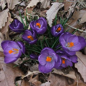 Crocuses in springtime - they come up by the 2nd week of March, the first sign of spring here.