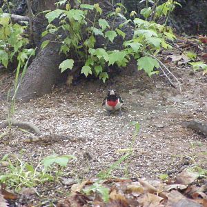 Rose Breasted Grosbeak - one of our most interesting visitors to date.  First time we've ever seen one live.