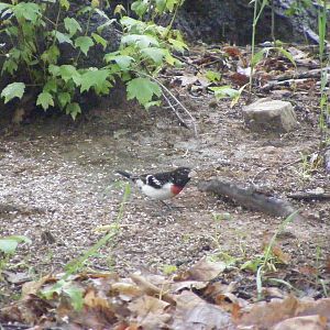 Rose Breasted Grosbeak - another shot of this cutie pie.  We had a pair of them visit - not a mated pair but two males this spring.