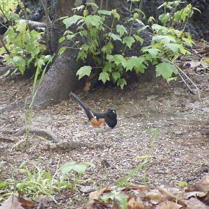 Rufous Sided Towhee - another delightful surprise and first-time sighting for us this spring!