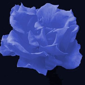 BlueRose a littlegraphic persuation