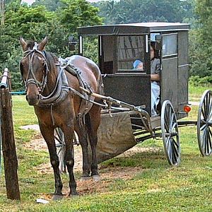 Carriage2 My town Has these guys everywhere