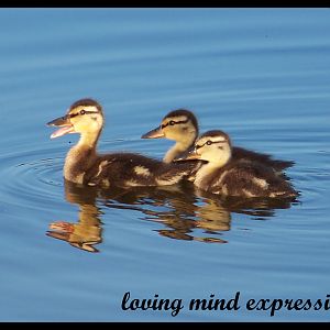 Survival skills! Often the parents will seemingly abandon their little ones to teach them survival skills. The ducklings then swim in a bunch with the front one calling out. The rest remain silent. This makes them appear to be one large duck.
The parents are never far away. Just as God is always near even when He seems far away. Took me a long time to realize that!