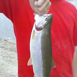 a trout