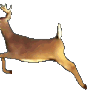 b447
deer2