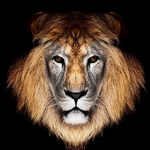 Lion of Judah.
