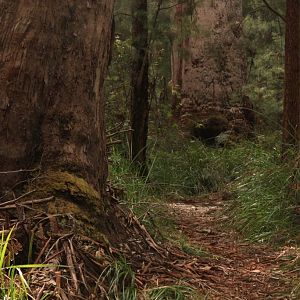 Part of the Bibbullan Track (a 960 km long mainly Forrest trail)