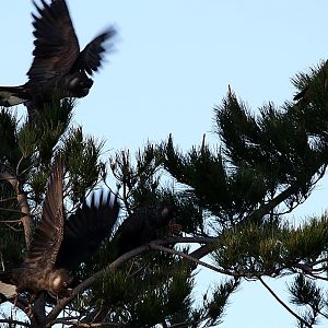 black cockatoos