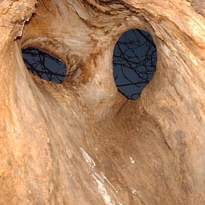 A unique perspective...they are holes in a tree...the tree is still alive but the entire bottom half is hollowed out.