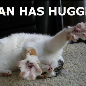 Cat   I can has huggle