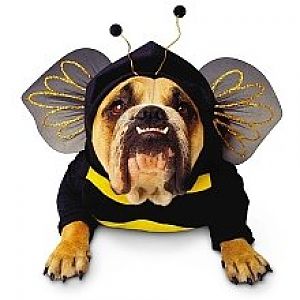 bumble bee bulldog