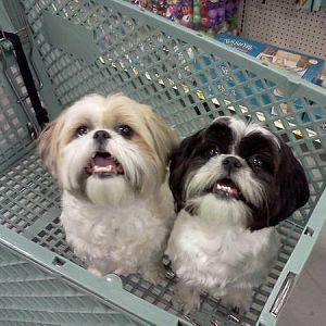 Shopping at Pet-Smart