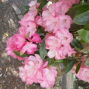 rhodie garden 016