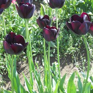 Woodburn Tulip Fest 014