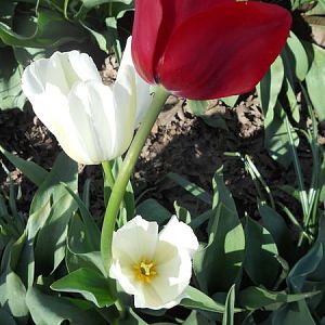 Woodburn Tulip Fest 006