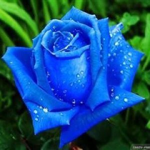 beautiful blue roses wallpapers 1024x768 (Mobile)