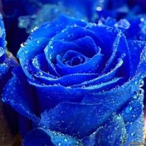 fresh blue roses wallpapers 1024x768 (Mobile)
