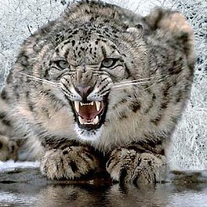 snow leopard