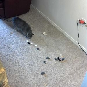 This is what happens every time I vacuum.