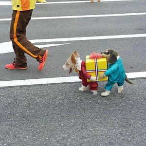 Dog Costume