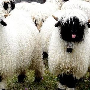 Valais Blacknose