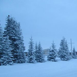 Same trees.... let it snow let it snow, let it snow!