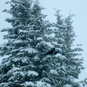 2 ravens in a tree