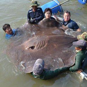 stingray