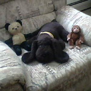 Beary - Poochy Dog - Carlos