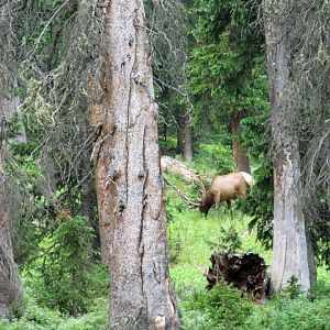 In the trees