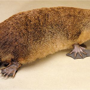 Platypus