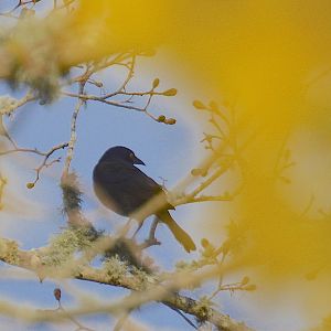 grackle framed in forsythia foreground (c: