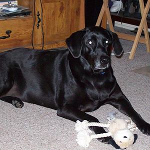 Jasmine...our 6 year old lab