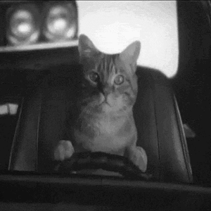 Cat Driving