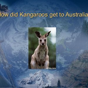 Kangaroos