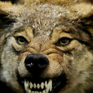 Gnashing Of Teeth in the Bible Is Like That Of Wolves.