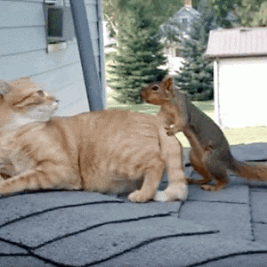 Squirrel And Cat