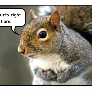 The hurting heart of a squirrel