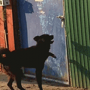 Dog Opens Door